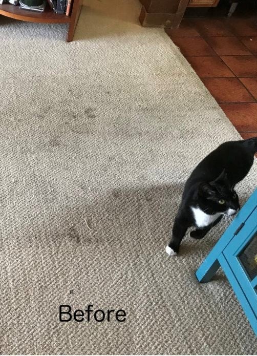 Carpet before cleaning